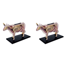 Animal Organ Anatomy Teaching Anatomy Model DIY Science Appliances