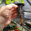 100 Pack 2.36 Inch Cups Slotted Mesh Wide Lip Filter Plant Net Pot 3