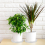 10Pcs 8Inch Clear Plant Saucer Plastic Drip Trays for Plants 2