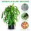 10Pcs 8Inch Clear Plant Saucer Plastic Drip Trays for Plants 5