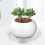 10Pcs 8Inch Clear Plant Saucer Plastic Drip Trays for Plants 6