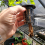100 Pack 2.36 Inch Cups Slotted Mesh Wide Lip Filter Plant Net Pot 3