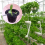 100 Pack 2.36 Inch Cups Slotted Mesh Wide Lip Filter Plant Net Pot 7