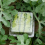 Big Size Plastic Clear Heart Square Watermelon Fruit Growth Mould 5