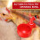 12PCS Chicken Watering Cup Automatic Filling Waterer Poultry Drinking 7