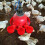 12PCS Chicken Watering Cup Automatic Filling Waterer Poultry Drinking 6
