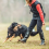 Dog Whistle, Professional Dog Training Whistle To Stop Barking 7
