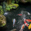 20 Pond Protectors Floating Guard Against & Plastic Net 6