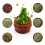 Wooden 4-Layer Grinder with Pollen Scraper for Home Brown 7