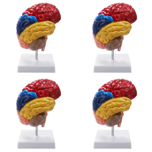Cerebral Anatomical Model Anatomy 1:1 Half Brain Brainstem
