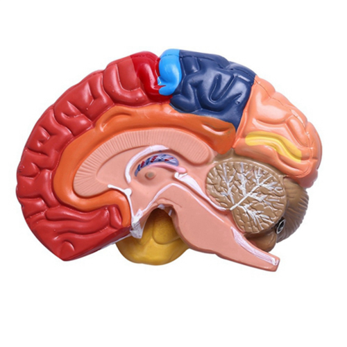 Cerebral Anatomical Model Anatomy 1:1 Half Brain Brainstem 2