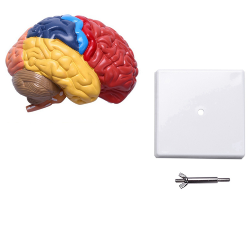 Cerebral Anatomical Model Anatomy 1:1 Half Brain Brainstem 1