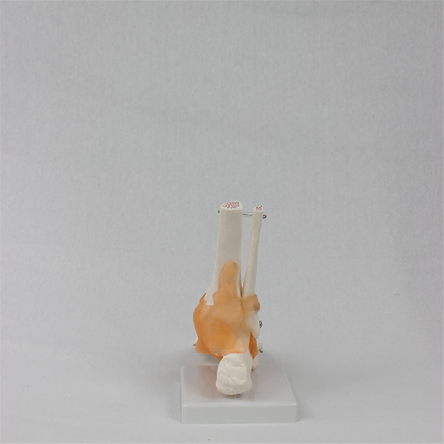 Foot Joint Model with Ligaments, Human Anatomy Model, Life Size 1
