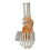 Foot Joint Model with Ligaments, Human Anatomy Model, Life Size 1