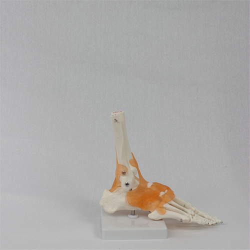 Foot Joint Model with Ligaments, Human Anatomy Model, Life Size 2