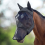 Horse Fly Mask, Super Comfort Fly Masks for Horses, Adjustable 5