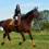 Horse Fly Mask, Super Comfort Fly Masks for Horses, Adjustable 6