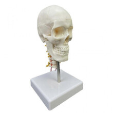 Human Skull Anatomical Model 1/2 Skull Anatomical Model with Cervical Vertebra--