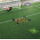 Precision GK Ball Deflector Reactor Football Grid for Grass 4