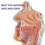 Nasal Cavity Throat Anatomy Model Human Anatomical Pharynx Larynx Model for Students Study Display Teaching 4