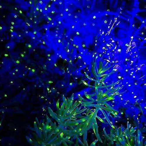 Firefly Garden Light Star Projector with Blue Nebula Outdoor Wall Lamp Decorative Lighting 1