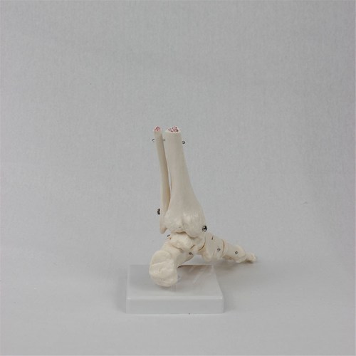 Voetgewrichtsmodel, menselijke anatomie levensgroot, skeletmodel lesmateriaal 2