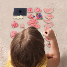 Nieuw 4D-model van de menselijke hersenen voor kinderen, wetenschappelijk medisch onderwijs, anatomisch laboratorium, display, zelf samenstellen