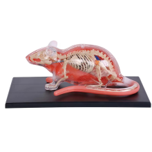 29-delige witte muis 4D Master Animal Anatomy Model Afneembare organen Lichaam Medische wetenschap Educatief DIY Speelgoed Cadeau