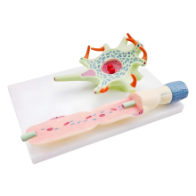 Neuronaal model Neuronanatomie voor het onderwijzen van wetenschappelijk onderwijs Biomedisch instrument 3309 Cel