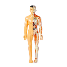 3D-model van het menselijk lichaam voor kinderen Anatomie Skelet DIY Orgaanassemblage Educatieve School Biologische Leermiddelen Tool