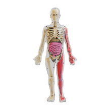 Zelfbouw van een skeletmodel van een nachtlichtend menselijk orgaan voor biologieonderwijs in de vroege kinderjaren, primair en secundair.
