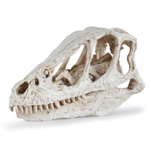 Bureaubladdecoratie Dinosaurusschedelmodel van hars, gesimuleerd dierenskelet, thuisknutselen, lesmateriaal