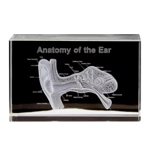 3D-model van het oororgaan, kristallen kubus, otologie, wetenschapsgeschenken, glazen beeldje, presse-papier, menselijk standbeeld A