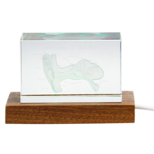 3D-model van het oor, kristallen kubus, otologie, wetenschapsgeschenken, glazen beeldje, presse-papier, menselijk standbeeld B