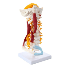 1:1 Levensgrote halswervels Wervelkolommodel Menselijke anatomie Ruggenmerg