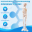 45CM Menselijk Anatomisch Anatomie Skelet Model Poster Leerhulp Skelet 4
