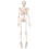 45CM Menselijk Anatomisch Anatomie Skelet Model Poster Leerhulp Skelet 2