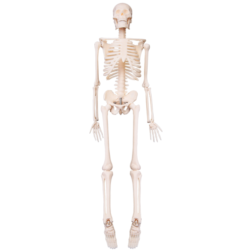 45CM Menselijk Anatomisch Anatomie Skelet Model Poster Leerhulp Skelet 1