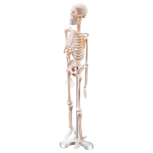 45CM Menselijk Anatomisch Anatomie Skelet Model Poster Leerhulp Skelet 2