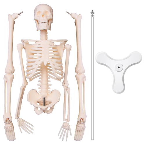 45CM Menselijk Anatomisch Anatomie Skelet Model Poster Leerhulp Skelet