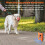 Dog Bark Control Device with Adjustable Modes and Long-Lasting Battery 10