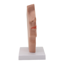 Neusholte Keel Anatomie Model Menselijke Anatomische Keelholte Strottenhoofd voor Studenten Studie Display Onderwijs