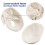 Anatomisch model van een menselijke schedel, 3-delig, genummerd, levensgroot 3