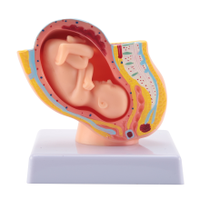 Menselijke zwangerschap Foetale ontwikkeling 9e maand Embryonaal bekkenmodel Foetus Foetusanatomie van de placenta