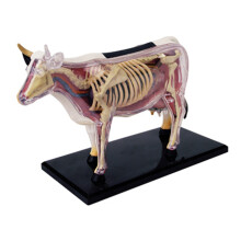 Anatomiemodel van dierlijke organen 4D-koe intelligentie speelgoed in elkaar zetten lesgeven doe-het-zelf apparaten