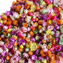 1420 stuks geperste echte gedroogde bloemenbladeren voor epoxyhars sieraden maken en nagel-doe-het-zelf
