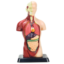 11 inch menselijk lichaamsmodel voor kinderen, menselijk torso-anatomisch speelgoed, 8 stuks verwijderbare pop met hart en organen