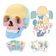 Anatomie Schedelmodel, Menselijke Puzzel, Afneembare Mini Kliniek Onderwijs