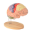 Menselijk hersenmodel voor neurowetenschappen, anatomiemodel, met studiegids, functionele partitionering 1