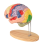 Menselijk hersenmodel voor neurowetenschappen, anatomiemodel, met studiegids, functionele partitionering 7